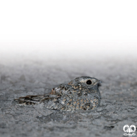 گونه شبگرد بلوچی Sykes Nightjar